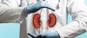 Hypertension and Kidney Health: How High Blood Pressure Affects the Kidneys | Wendell Family Medicine in Wendell, NC Hypertension and Kidney Health: How High Blood Pressure Affects the Kidneys | Wendell Family Medicine in Wendell, NC